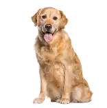 Sabpets diffuser kit